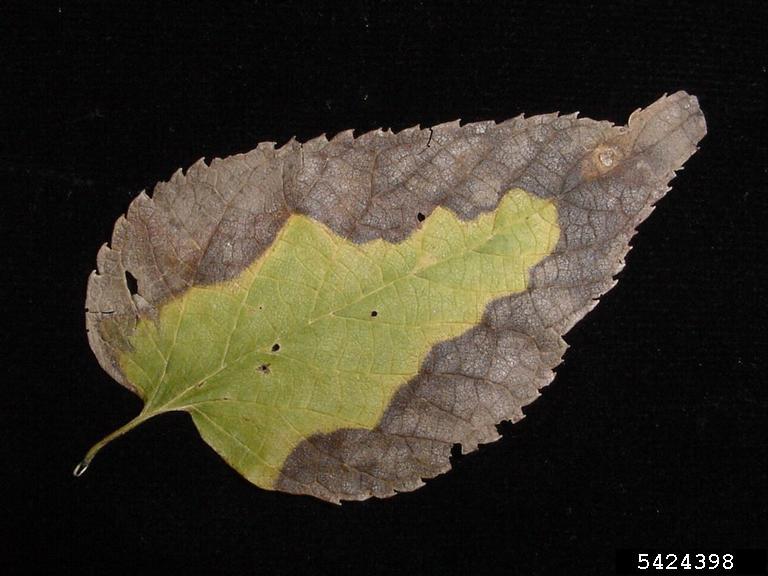 Leaf Scorch